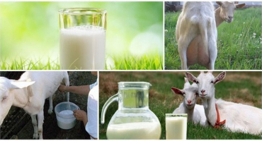 Proč kozí mléko nepříjemně zapáchá a jak rychle odstranit páchnoucí zápach